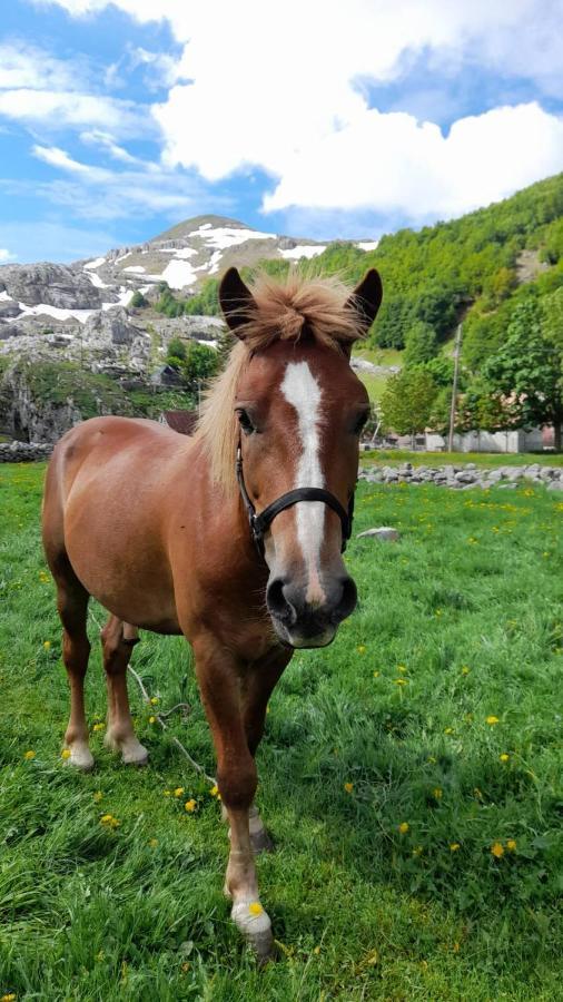 Katun Mokra Accommodation & Horseback Riding Подгорица Экстерьер фото